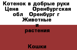 Котенок в добрые руки › Цена ­ 1 - Оренбургская обл., Оренбург г. Животные и растения » Кошки   